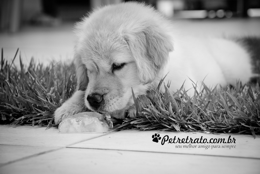 Suri, Golden Retriever de 2 meses