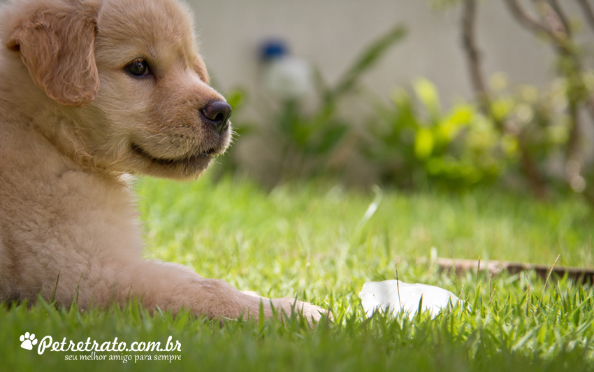 Suri, Golden Retriever de 2 meses