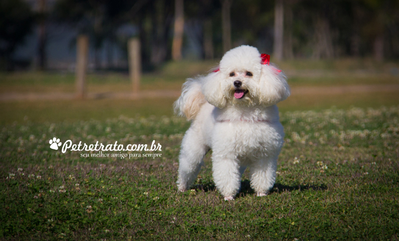 Poodle Florzinha