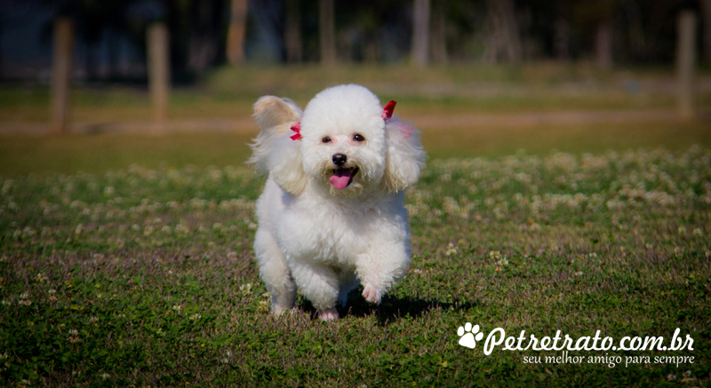 Poodle Florzinha