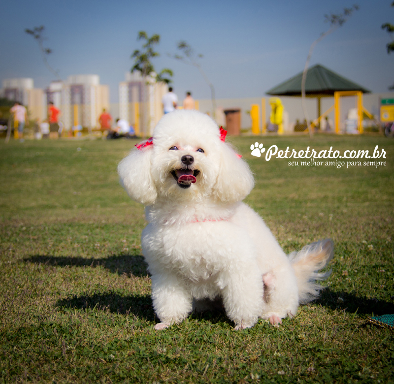 Poodle Florzinha