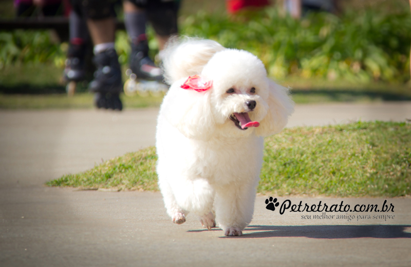 Poodle Florzinha