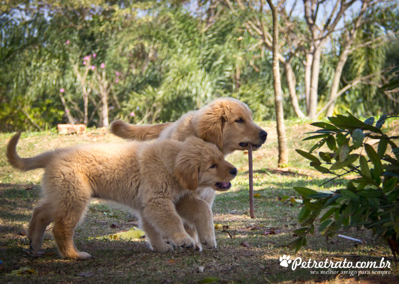 Fotografia de Golden Retriever