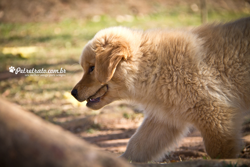 Fotografia de Golden Retriever