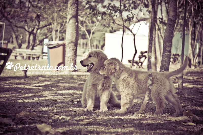 Fotografia de Golden Retriever