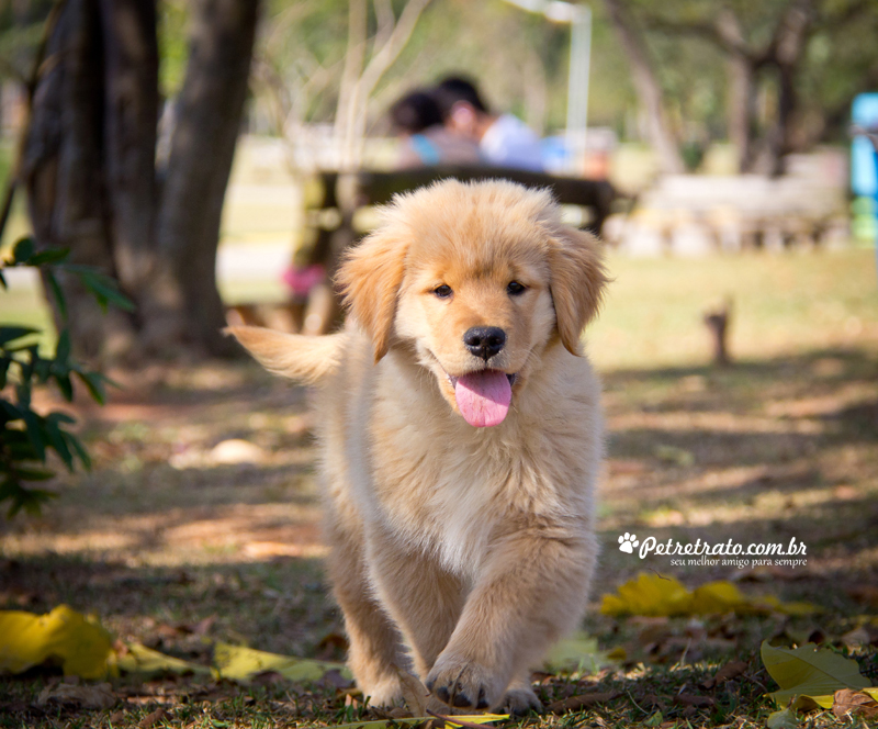 Fotografia de Golden Retriever