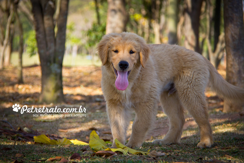 Fotografia de Golden Retriever