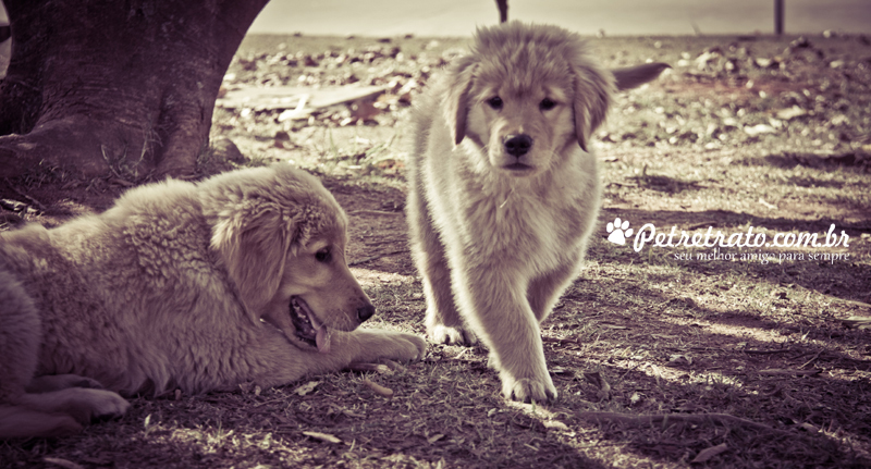 Fotografia de Golden Retriever