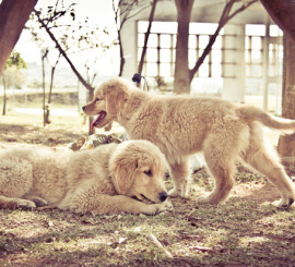 Fotografia de Golden Retriever