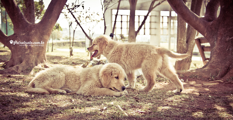 Fotografia de Golden Retriever