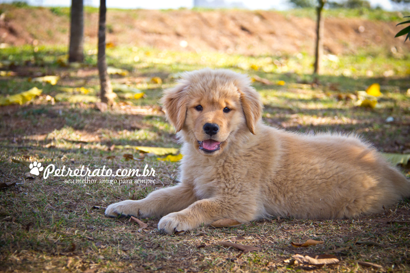 Fotografia de Golden Retriever