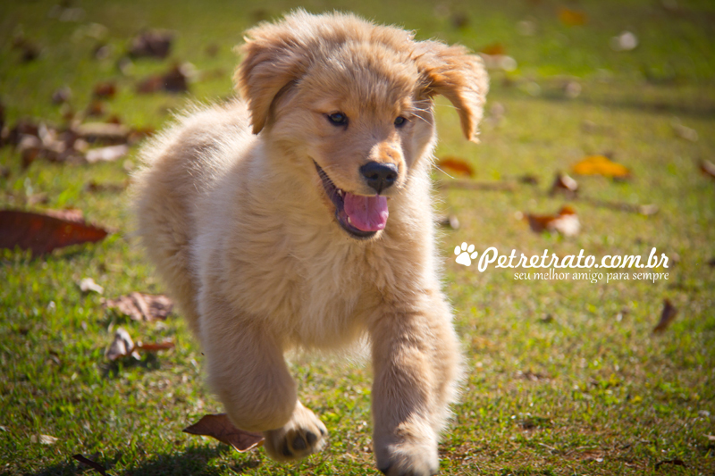 Fotografia de Golden Retriever