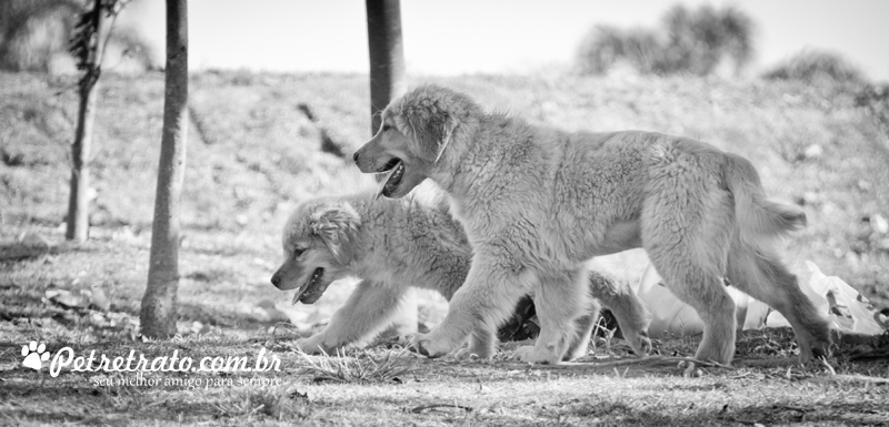 Fotografia de Golden Retriever