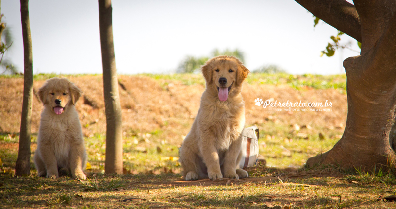 Fotografia de Golden Retriever