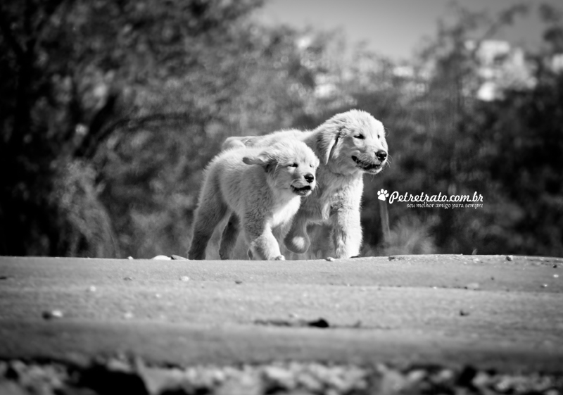 Fotografia de Golden Retriever