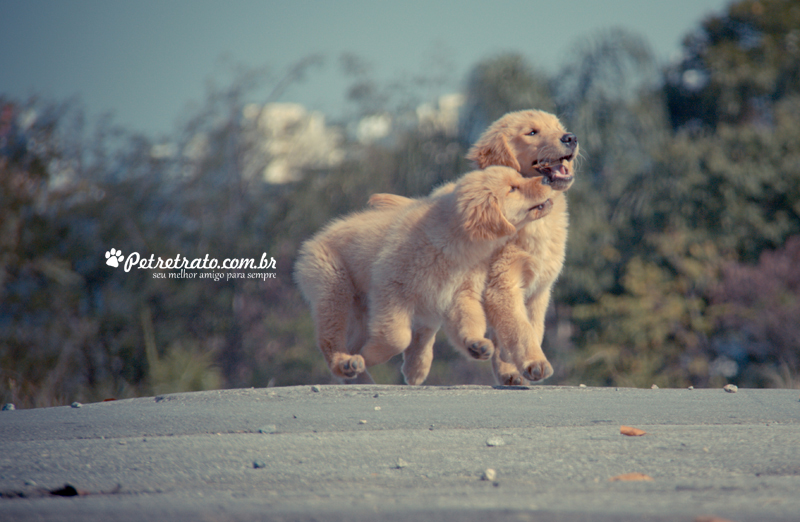 Fotografia de Golden Retriever