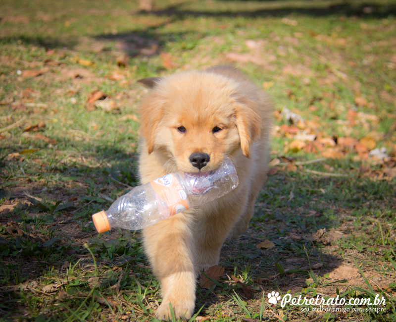 Fotografia de Golden Retriever