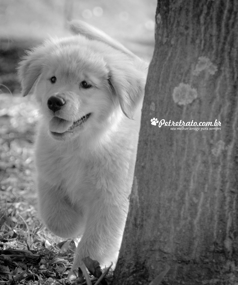 Fotografia de Golden Retriever