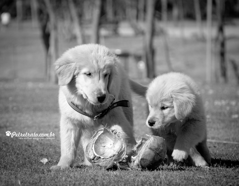 Fotografia de Golden Retriever