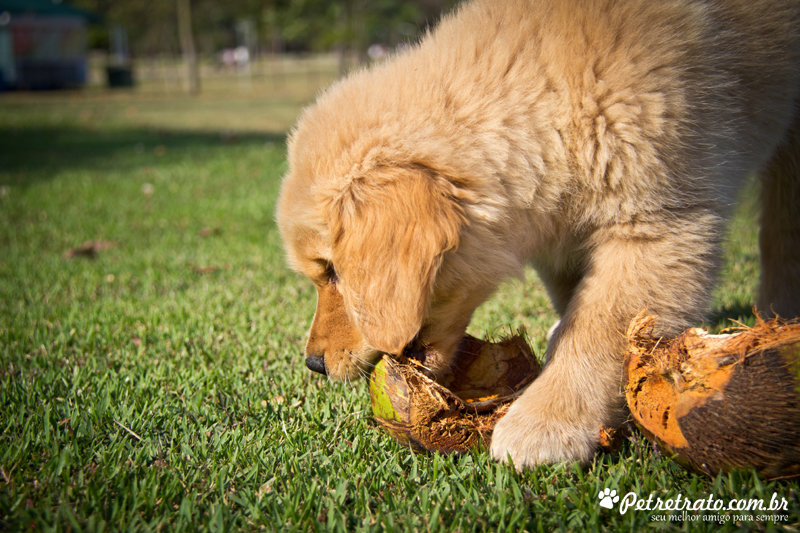 Fotografia de Golden Retriever