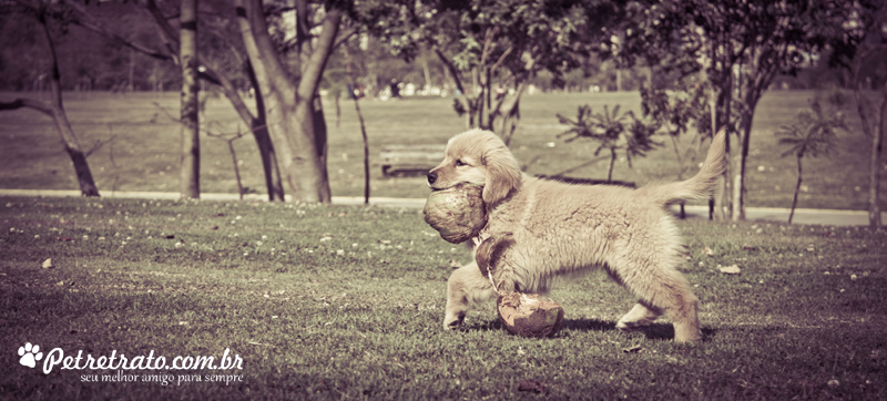 Fotografia de Golden Retriever