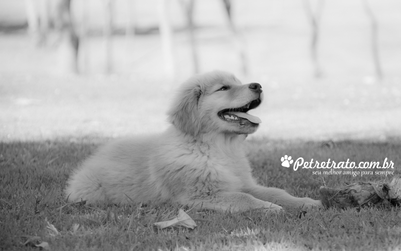 Fotografia de Golden Retriever