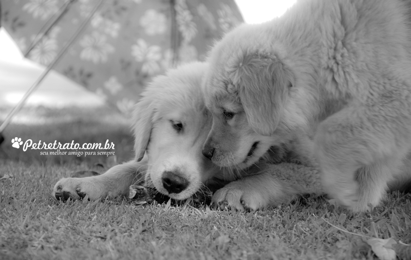 Fotografia de Golden Retriever