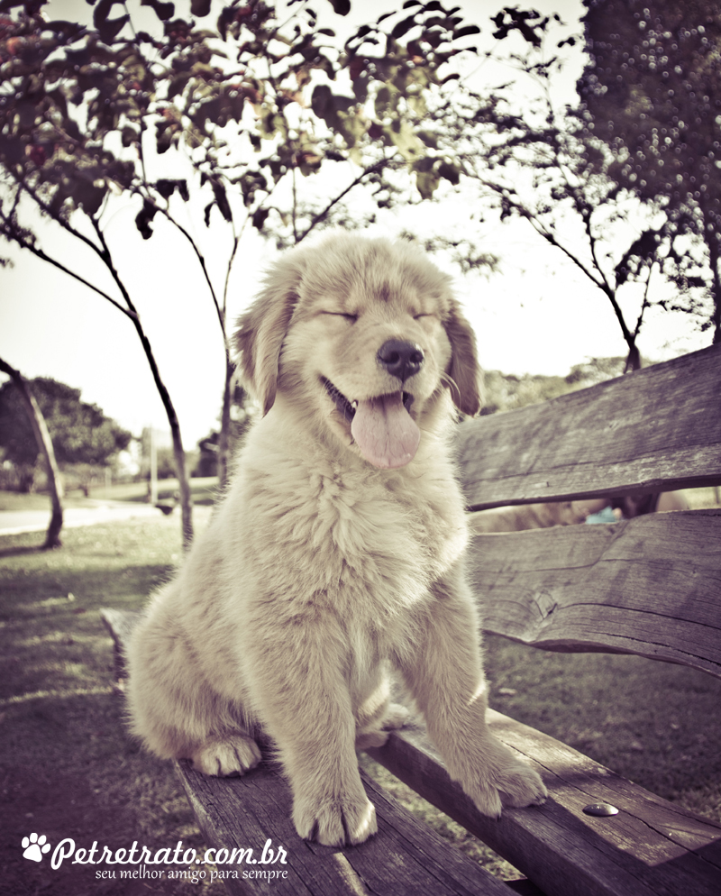 Fotografia de Golden Retriever