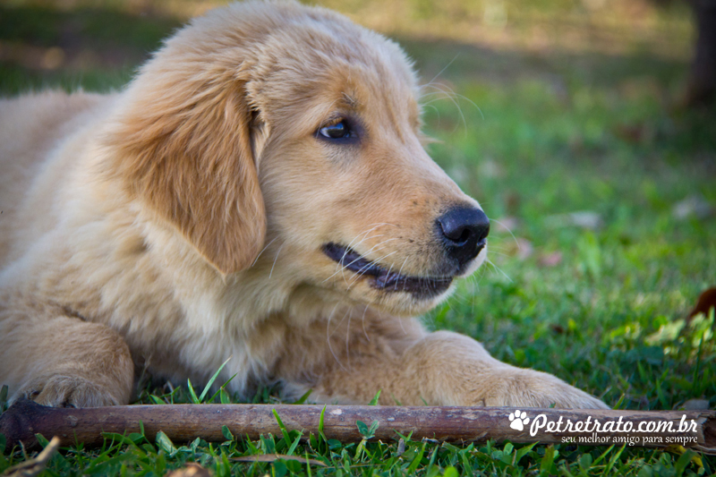 Fotografia de Golden Retriever