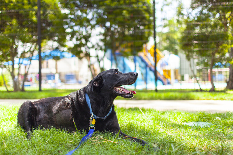 Ensaio fotográfico cachorro