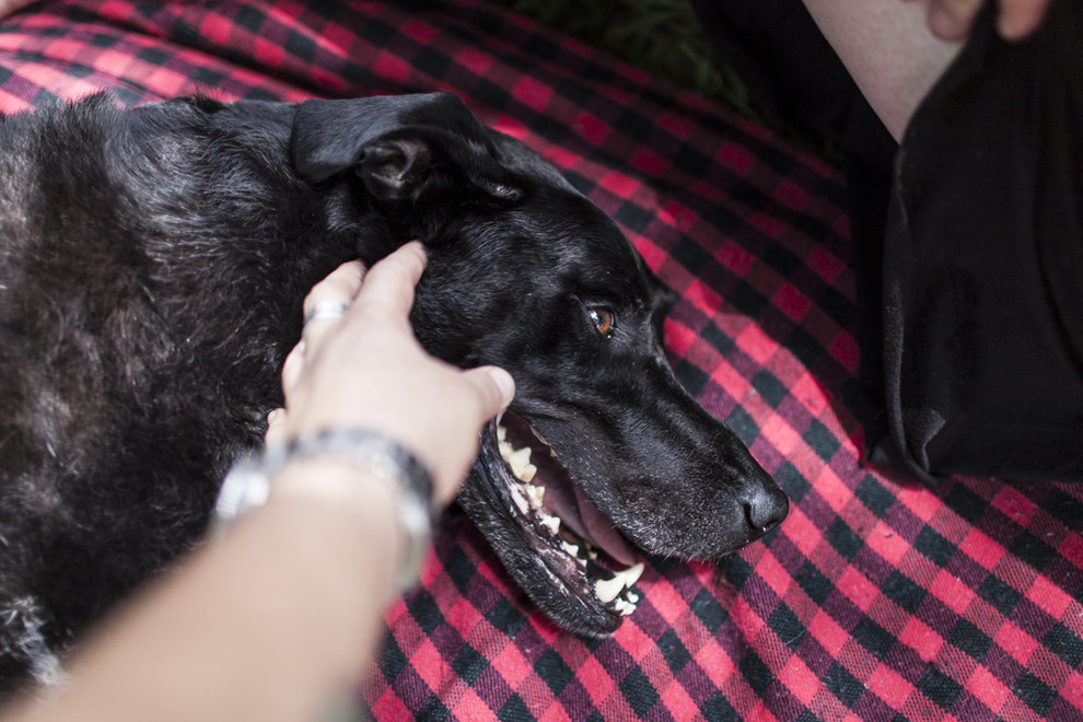 Ensaio fotográfico cachorro