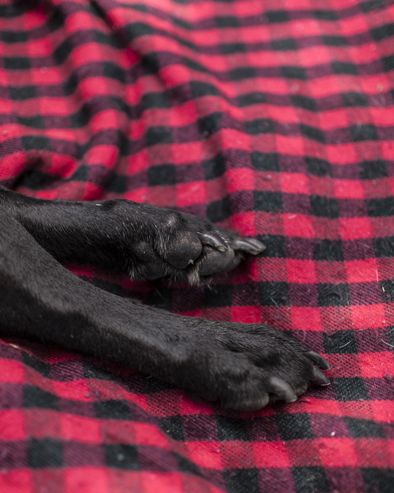 Ensaio fotográfico cachorro