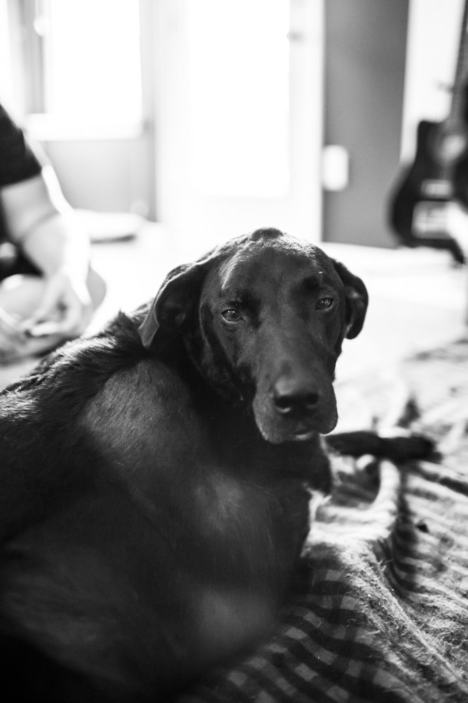 Ensaio fotográfico cachorro
