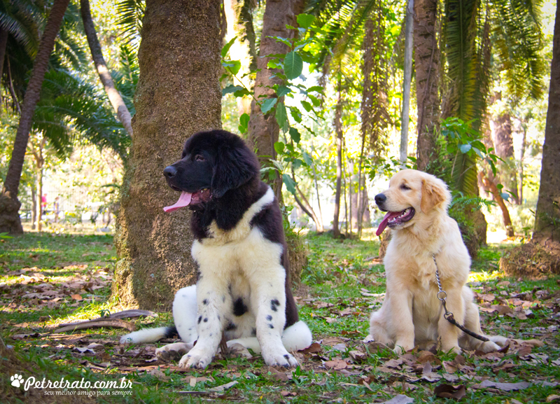 Golden Retriever e Terra Nova