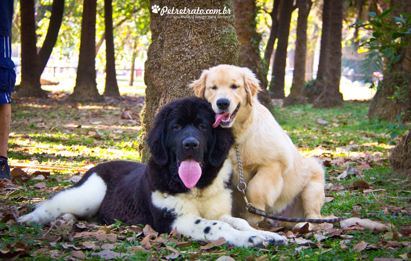 Golden Retriever e Terra Nova