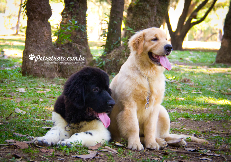 Golden Retriever e Terra Nova