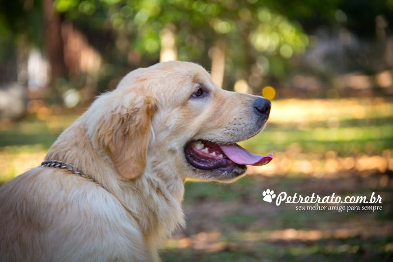 Golden Retriever e Terra Nova