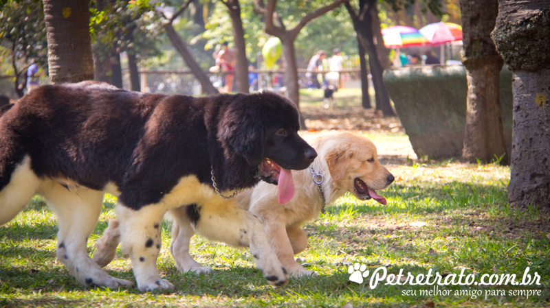 Golden Retriever e Terra Nova