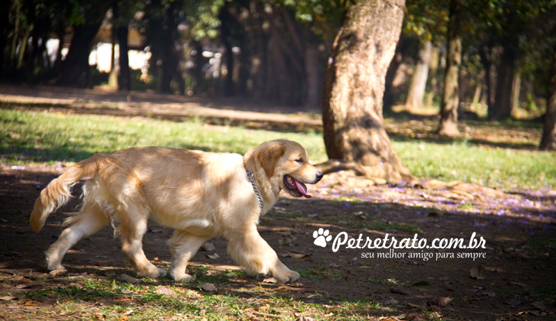 Golden Retriever e Terra Nova