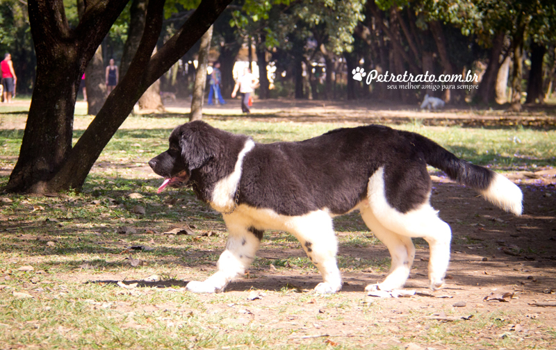 Golden Retriever e Terra Nova