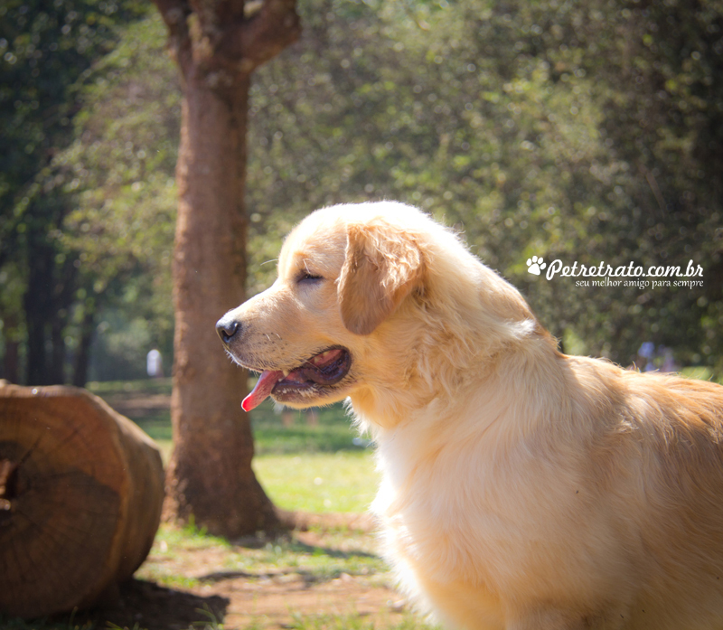 Golden Retriever e Terra Nova