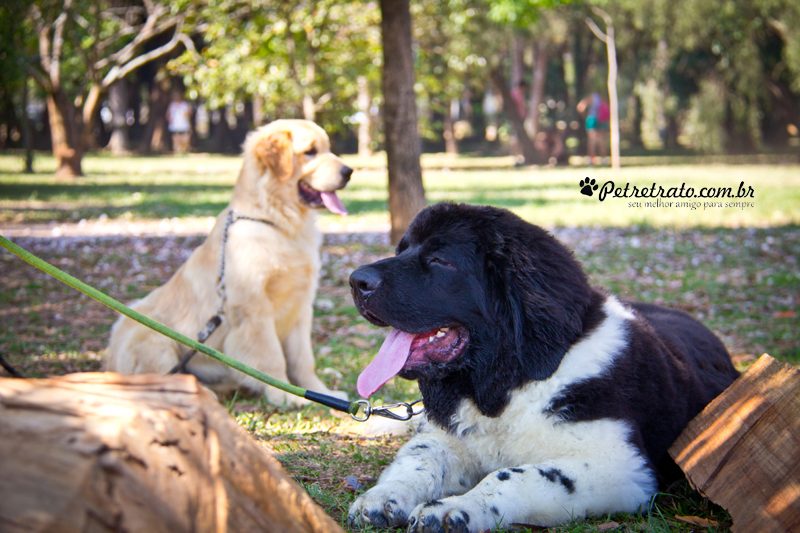 Golden Retriever e Terra Nova