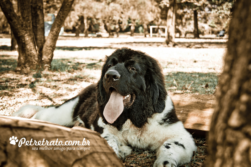 Golden Retriever e Terra Nova