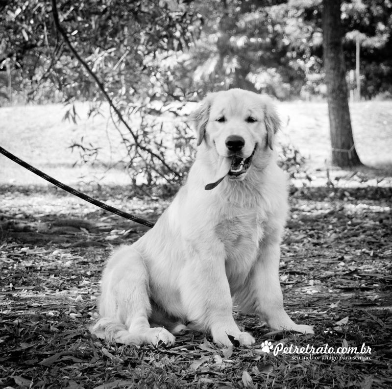 Golden Retriever e Terra Nova