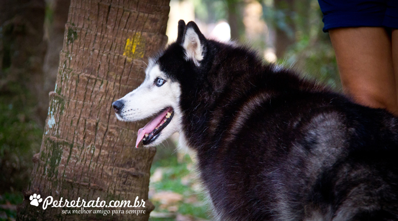 Fotografia Husky Siberiano