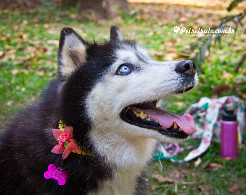 Fotografia Husky Siberiano
