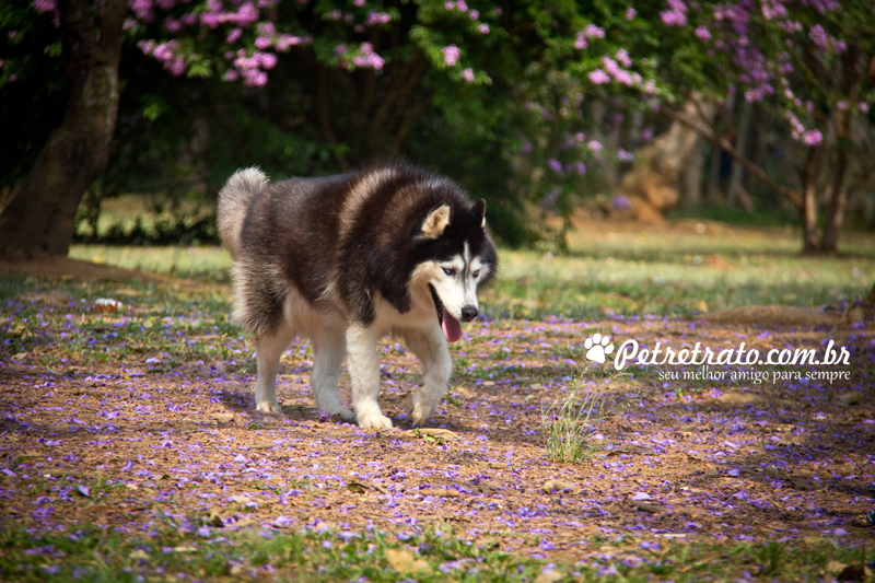 Fotografia Husky Siberiano
