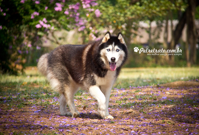 Fotografia Husky Siberiano