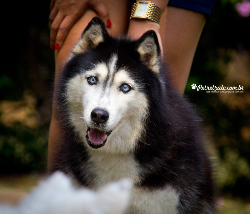 Fotografia Husky Siberiano