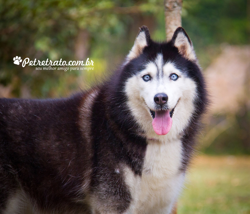Fotografia Husky Siberiano